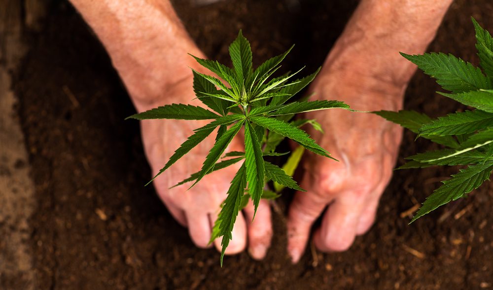 The Complexity of Growing Cannabis