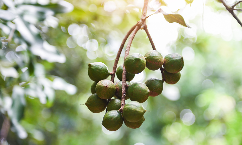 Stock Throughput Cover in Macadamia Processing